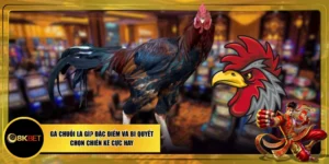 Gà Chuối Là Gì? Đặc Điểm Và Bí Quyết Chọn Chiến Kê Cực Hay
