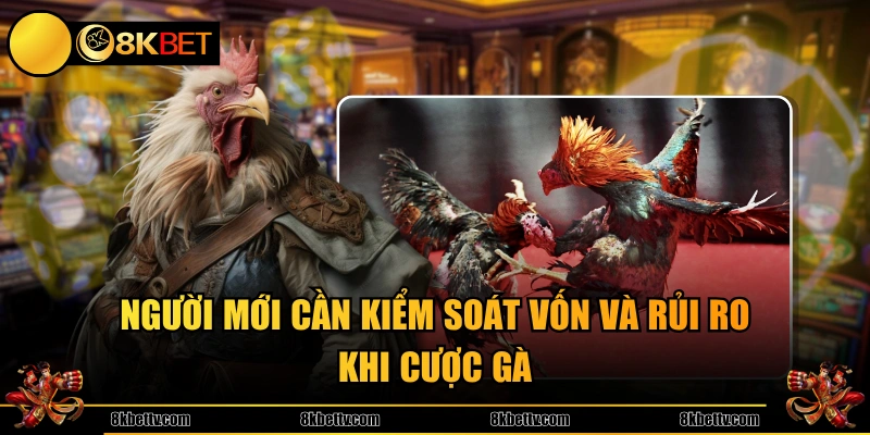 Người mới cần kiểm soát vốn và rủi ro khi cược gà